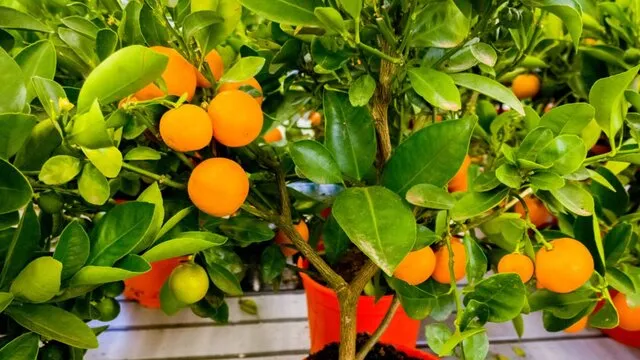 Portakal ağacı bakımı, özellikleri, faydaları, budama teknikleri ve çeşitleri?