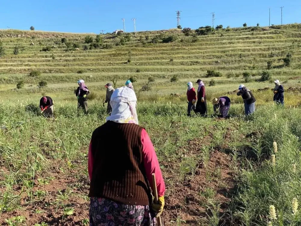 İspir fasulyesi doludan nasibini aldı, verim düştü