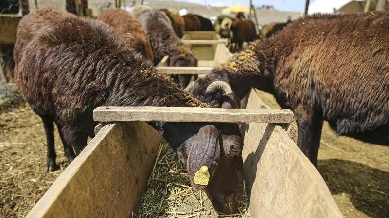 Şap hastalığı görüldü, hayvan pazarı kapatıldı