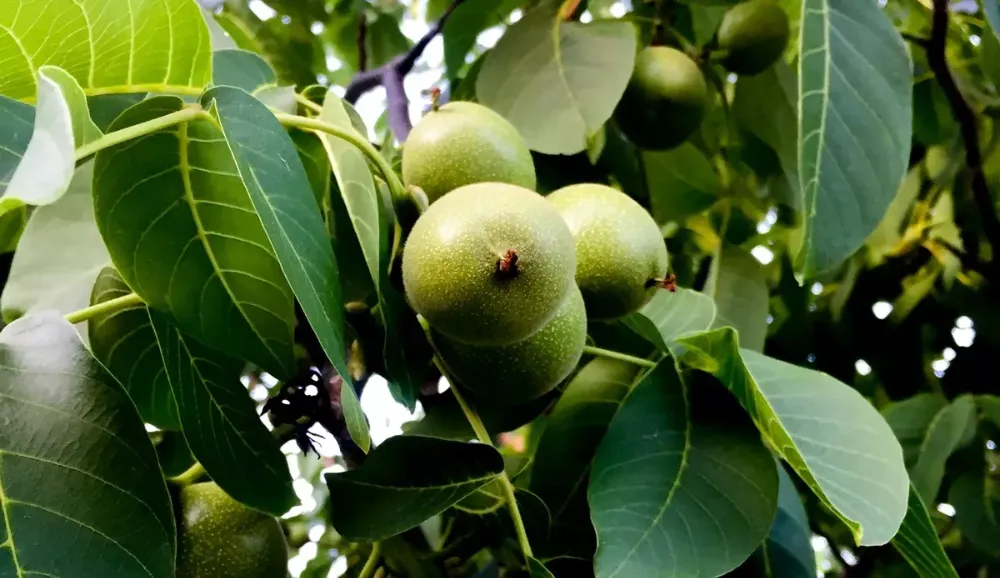 Ceviz Ağacının Altında Oturmanın Zararları Nelerdir? Ceviz kaç gün tüketilmeli?