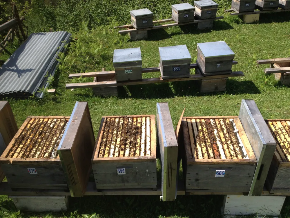 Kafkas arı ırkının koruma altına alınmasıyla ilgili iddialara yanıt