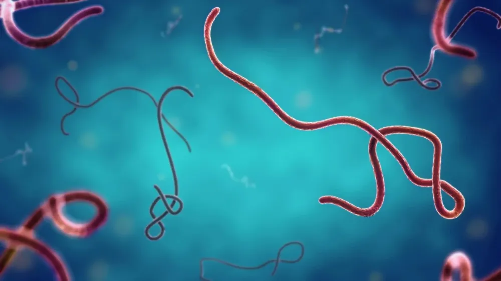Ebola virüsü nedir, belirtileri neler? Ebola virüsü nasıl geçer?