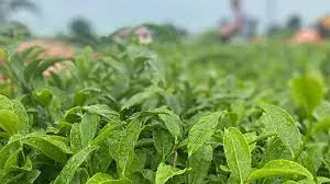 Trabzon Ticaret Borsası, 2023 çay sezonunu değerlendirdi