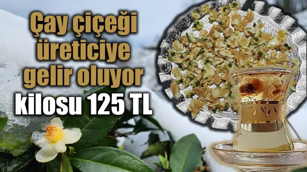 Çay çiçeği üreticiye gelir oluyor, kilosu 125 TL