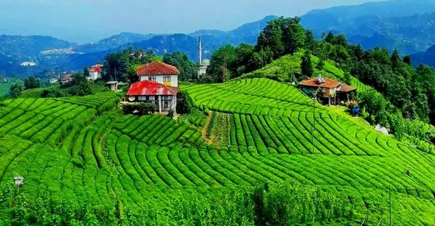 Karadeniz’in Mizah Duruşu: Rizelilerin Kendileriyle Dalga Geçme Nedenleri