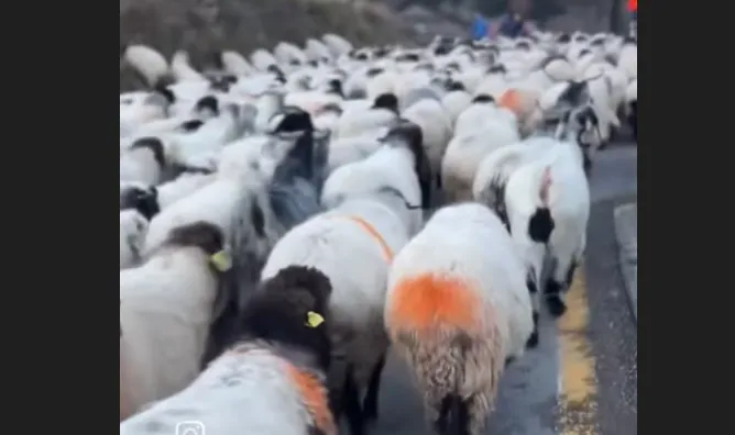 Karadeniz Yaylacılığında Sonbahar Dönemi Başladı: Hayvanlarla Dönüş Yolculuğu Başladı