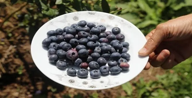 Topraksız yetişiyor, değeri ise yüksek: Mavi yemiş altın değerinde