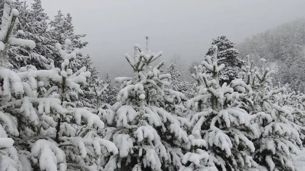 Erzurum, Kars ve Ardahan