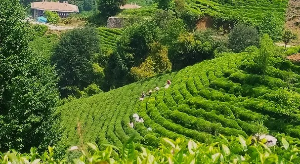 2023 Yılı Yaş Çay Destek Bedelleri Üreticilerin Hesaplarına Yatırıldı