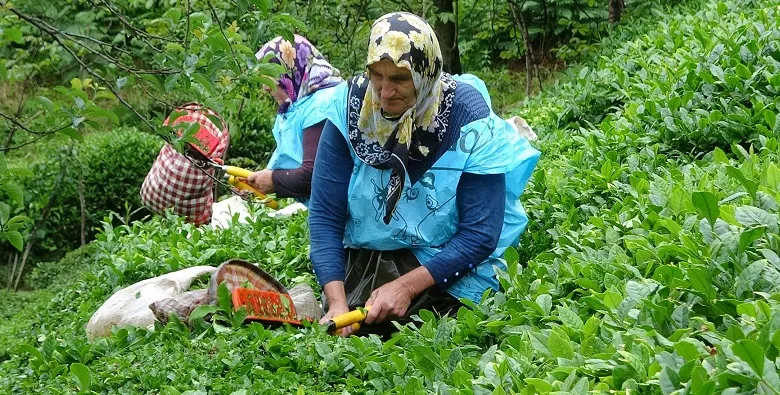 Çayda Taban Fiyat 25 Lira Olmadır