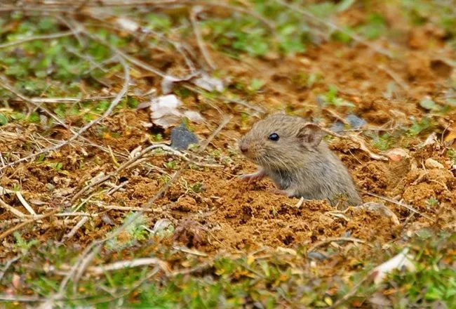 ZARARLILARA KARŞI MÜCADELEDE DİKKAT EDİLECEK KONULAR