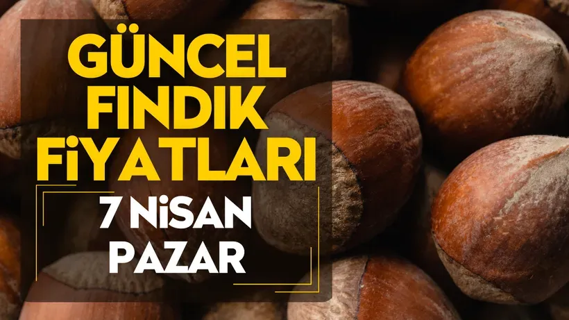 7 Nisan Pazar Güncel Fındık Fiyatları