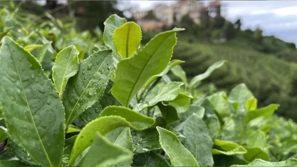 Hükümet yaş çay fiyatını hala açıklamadı