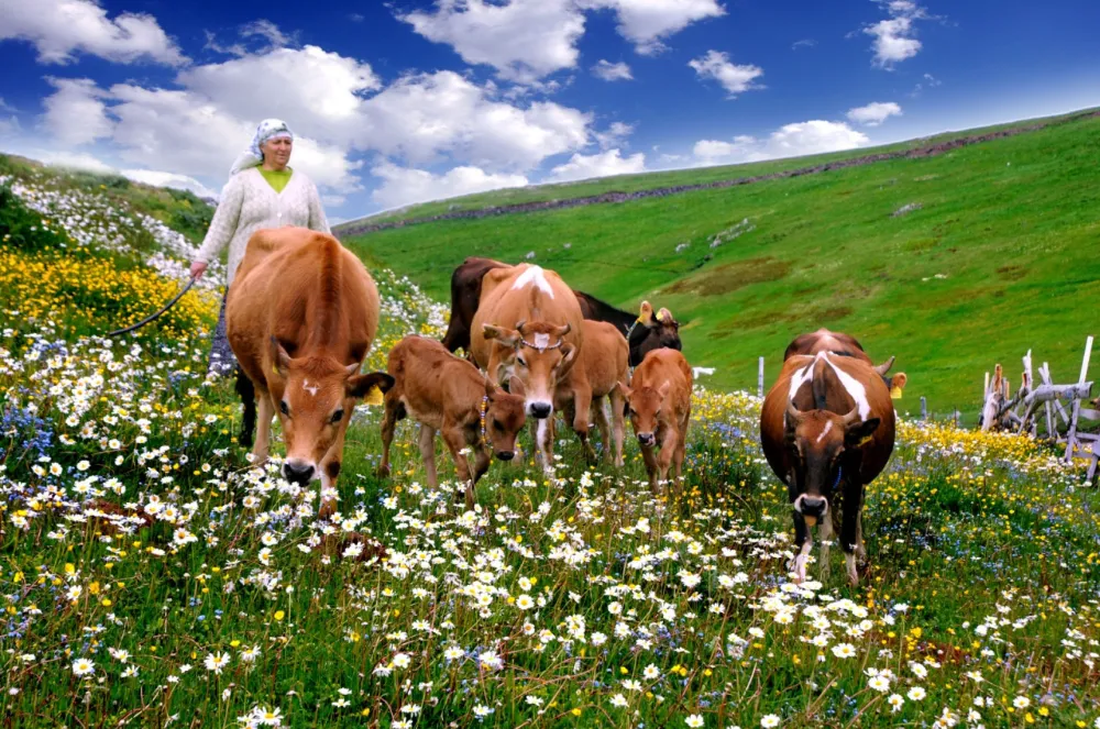 Doğu Karadeniz’in bahar bayramı: Mayıs Yedisi