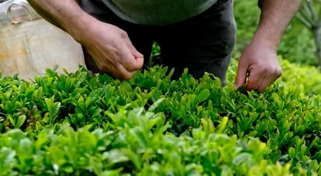 KAMPANYA YANAŞTI PAZARLIKLAR BAŞLADI. FİYATLAR UÇUYOR