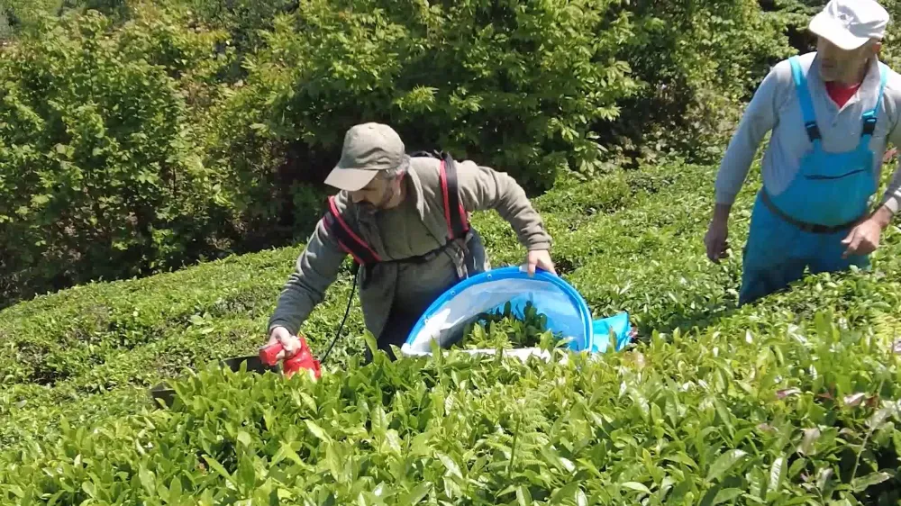 Çay üreten öğrencilere Milli Eğitim Müdüründen hasat desteği