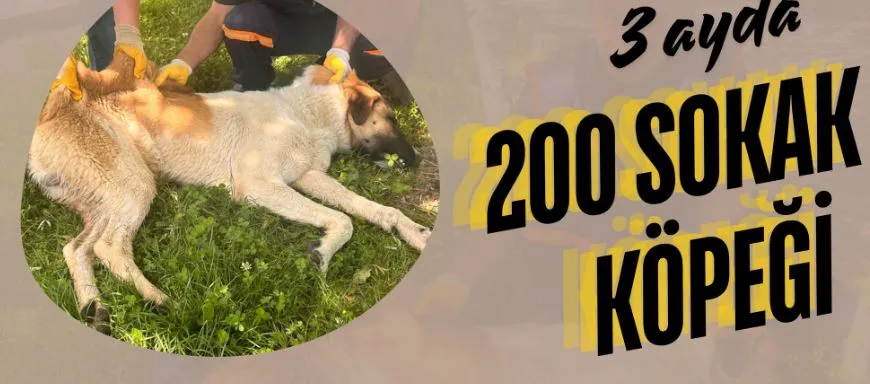 Oltu Belediyesi Sahip Çıktı: Yaklaşık 200 Sokak Köpeği Rehabilitasyon İçin Teslim Edildi