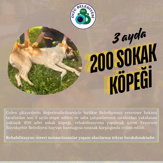 Oltu Belediyesi 3 Ayda Yaklaşık 200 Sokak Köpeğini Yakalandı!