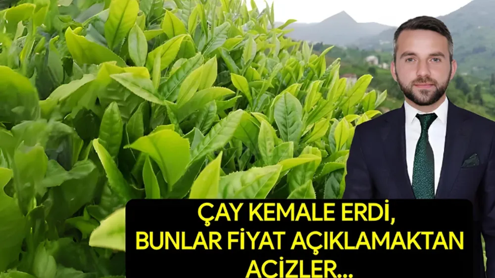 Usta: Çay kemale erdi hala iktidar partimiz bir fiyat açıklamasında bulunamadı