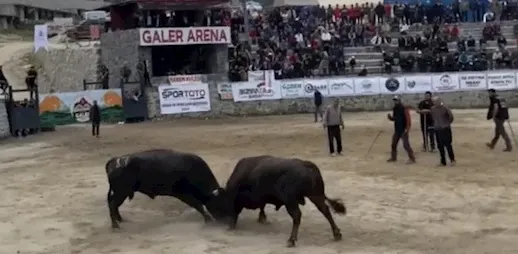 Ayder Boğa Güreşleri Festivali Sona Erdi