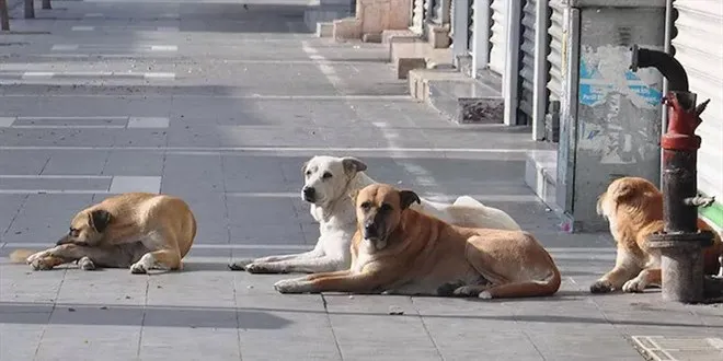 Oltu Belediyesi, 3 Ayda 200 Köpeği Kısırlaştırarak Tedbir Aldı