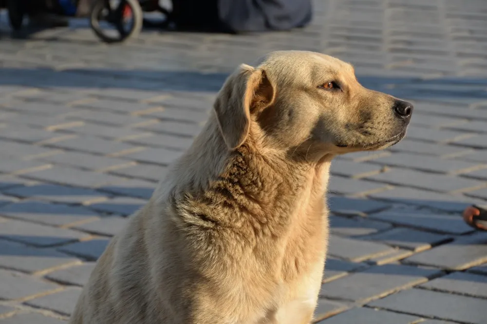 Oltu Belediyesi, Sokak Hayvanlarını Erzurum Büyükşehir Belediyesi Barınaklarına Teslim Ediyor