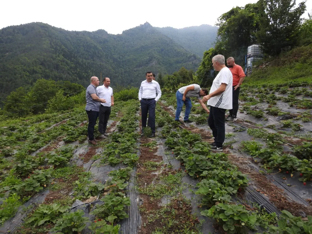 Borçka Kaynarca Köyü’nde Çilek Üreticiliği Artıyor: Sürdürülebilir Tarım Adımları