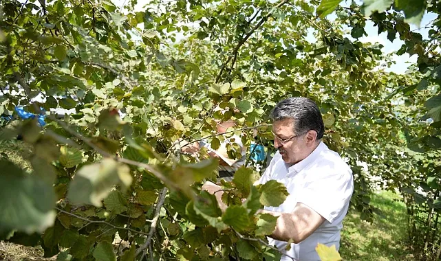 Başkan Genç, Fındık Hasadına Katıldı ve Üreticilerle Bir Araya Geldi