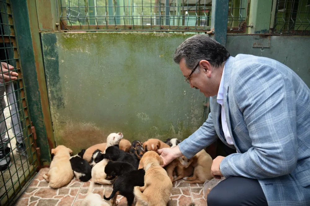 Trabzon, Sahipsiz Köpekler İçin Model Şehir Olacak