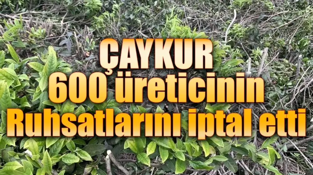 ÇAYKUR 600 üreticinin ruhsatlarını iptal etti.