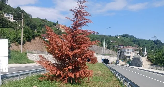 Rize’de Karayollarının Diktiği Çam’lar Kurudu