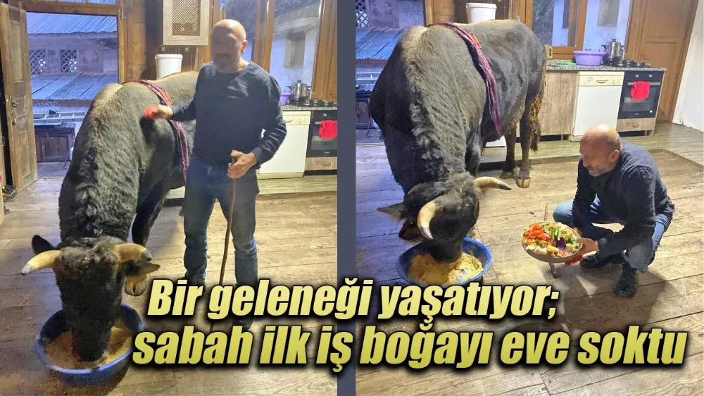 Bir geleneği yaşatıyor; sabah ilk iş boğayı eve soktu