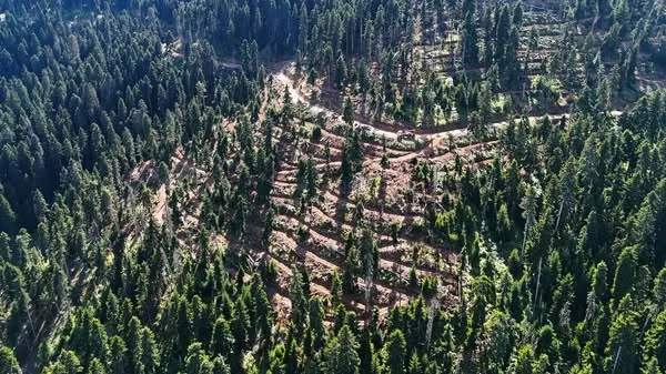 Artvin Orman Bölge Müdürlüğü’nde 2025 Yılı Suni Tensil Çalışmaları Sürüyor