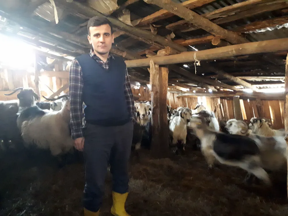 Dernekpazarı’nda Suni Tohumlamadan Doğan Buzağıların Kimliklendirme ve Sağlık Tarama Çalışmaları Sürüyor