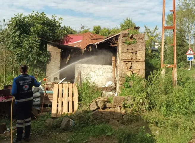 Trabzon’da Kahverengi Kokarca ile Mücadele Devam Ediyor