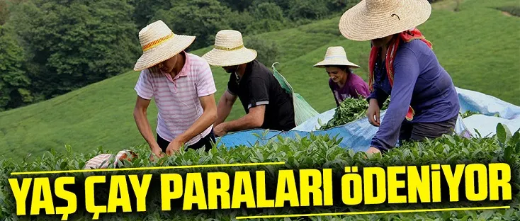 ÇAYKUR, Eylül Ayı Yaş Çay Bedellerini Üreticilerin Hesaplarına Aktarıyor