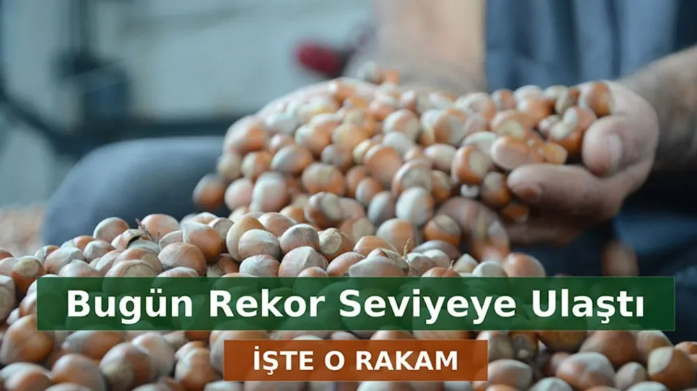 Fındık Fiyatlarında Tarihi Zirve: Güncel Değerler ve Uzman Analizleri