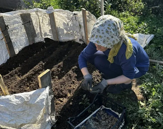 Rize’de Salep Üretimi İçin Deneme Ekimleri Başladı