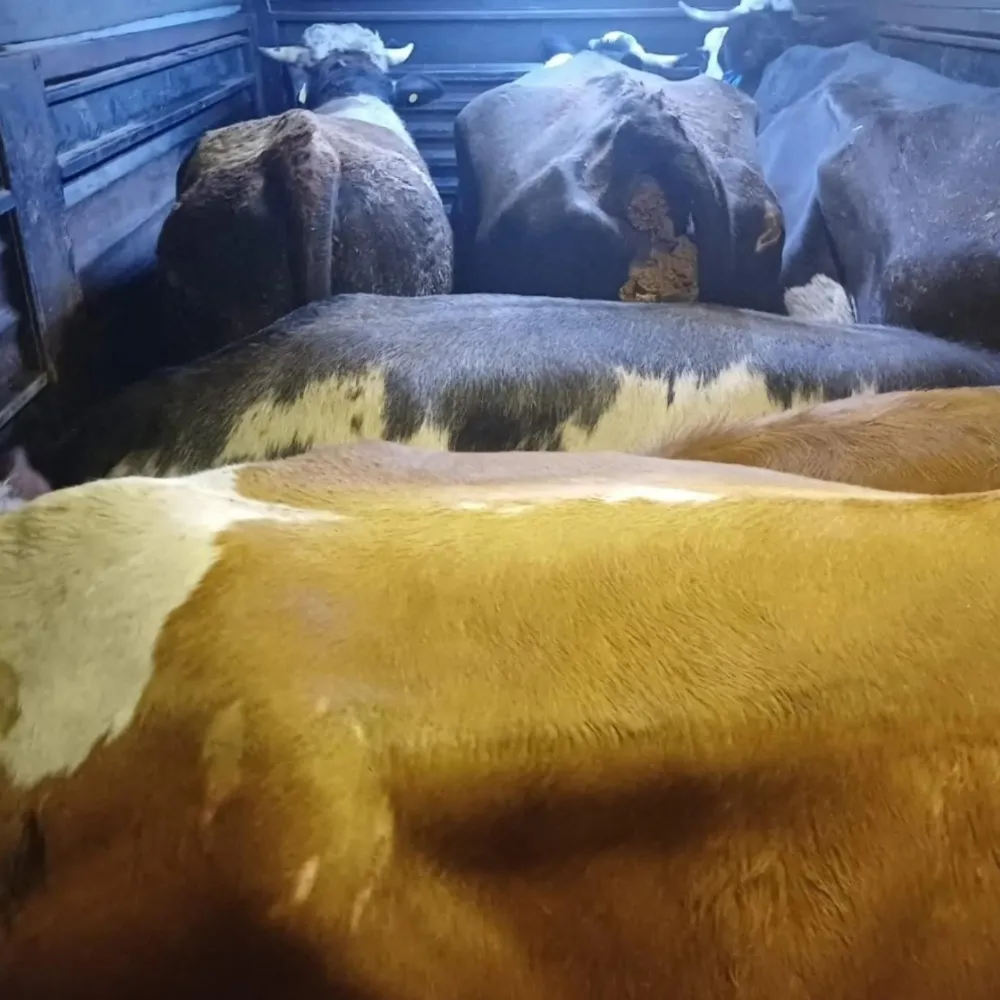 Hayvan Hırsızlarına Jandarmadan Teknoloji Darbesi!