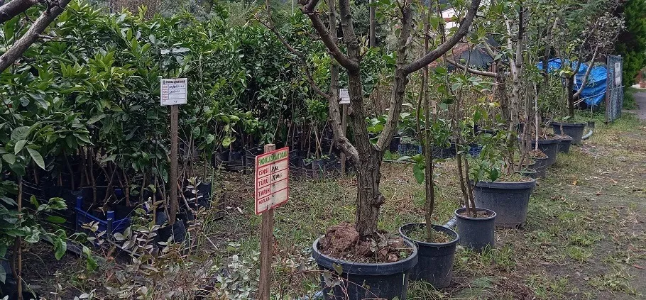 Fındıklı Ziraat Odası’ndan Çiftçilere Destek: Aşılı ve Tüplü Meyve Fidanı Satışları Başladı