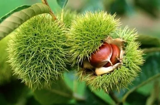 Bakanlık yüzde 75 destek veriyor