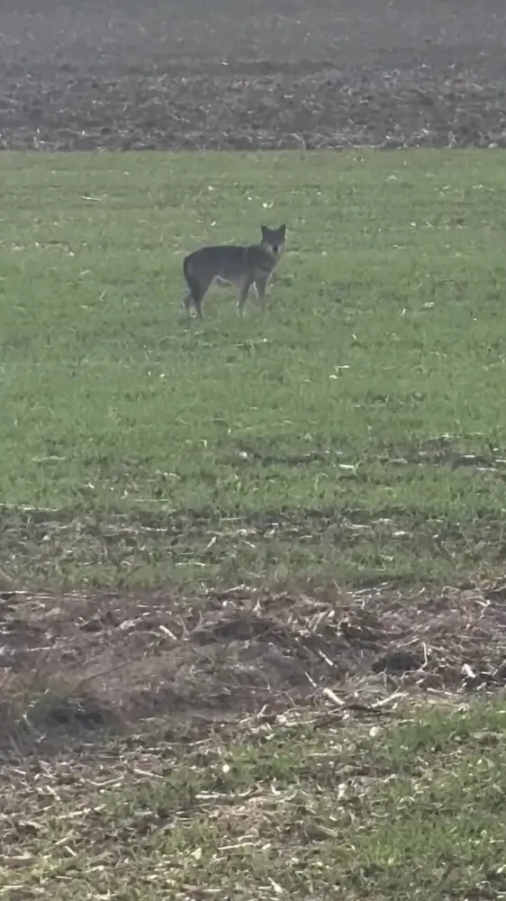 Popülasyonu artan kurtlar köylere indi