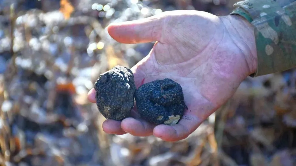 Bayburt, “Kara Elmas” Trüf Mantarı ile Tanışıyor