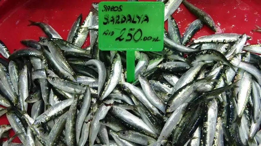 Rize’de Balık Piyasası: Hamsi ve Sardalya Vatandaşın Gözdesi, Palamut ve Lüfer Pahalı