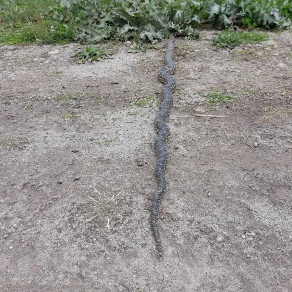 Yaylada görülen engerek yılanı merak ve korkuya neden oldu