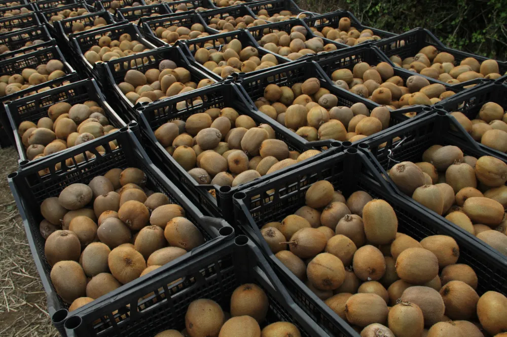 Kivide 13 bin 800 ton hasat