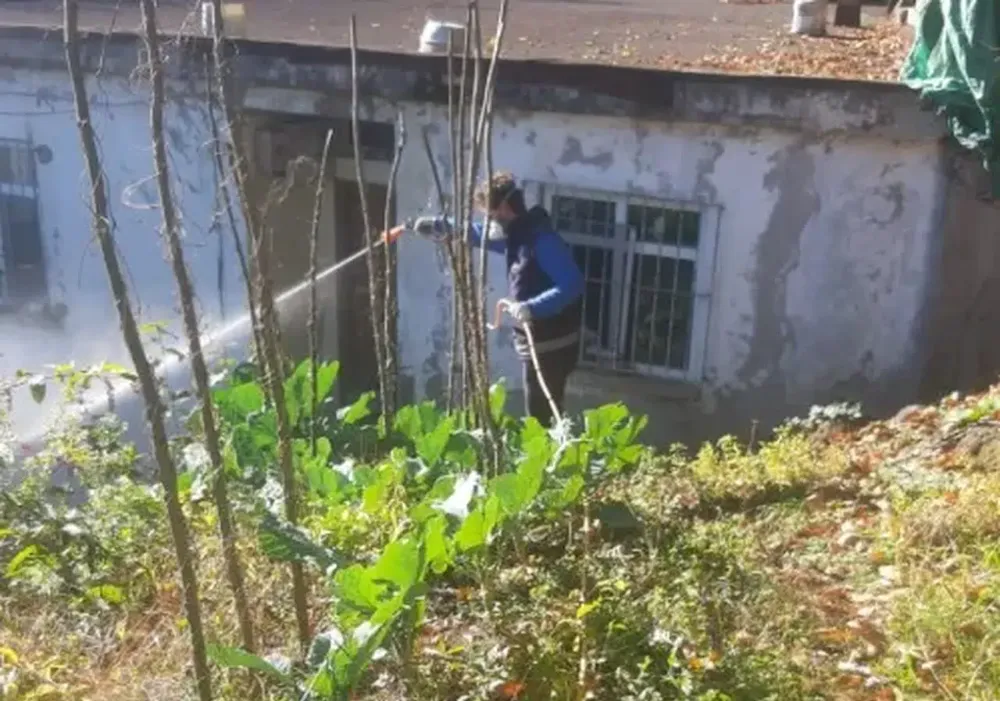 Beşikdüzü’nde Kahverengi Kokarca Mücadelesi Aralıksız Sürüyor