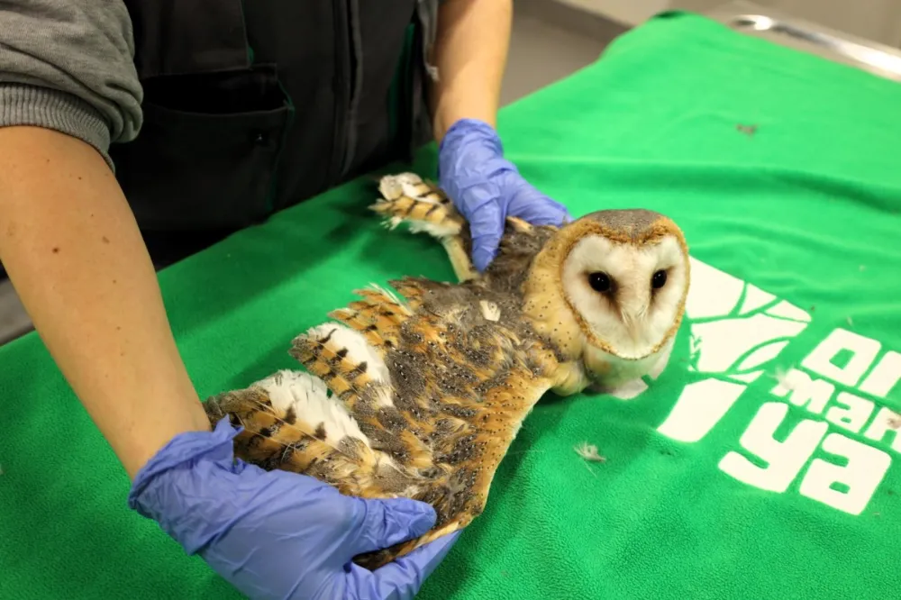 Doğanın şifası Ormanya