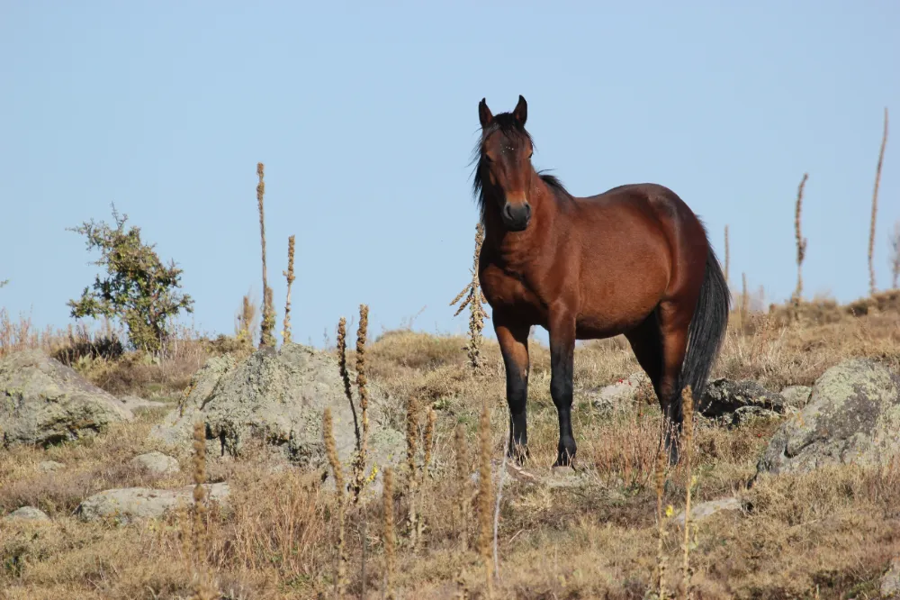 Bulutların dansı ve yılkı atları dron ile görüntülendi