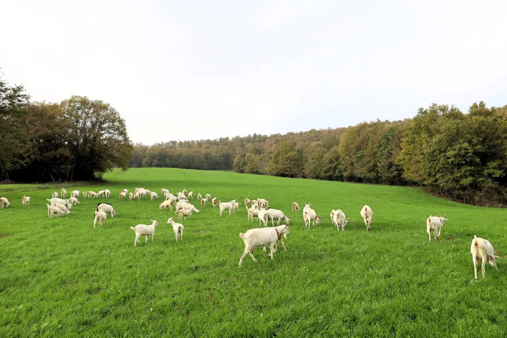 Süt otu desteği meraları yeşertti, maliyetleri düşürdü